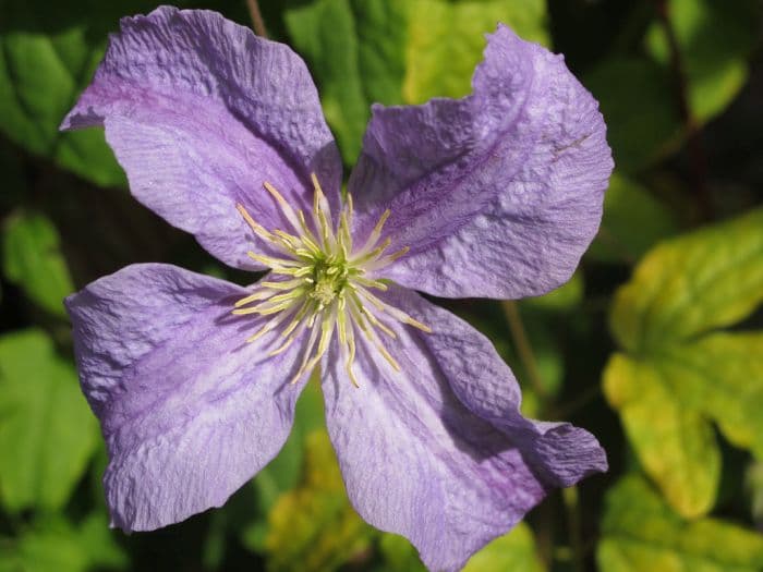 clematis 'Emilia Plater'