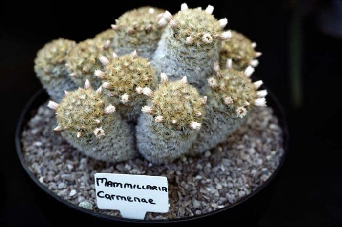 Isla Carmen pincushion cactus