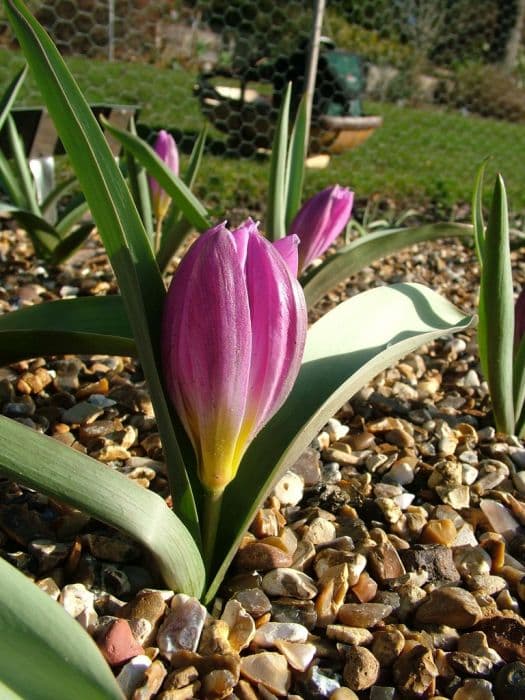 tulip 'Magenta Queen'