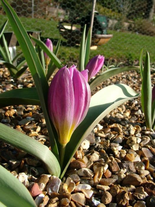 Tulip 'Magenta Queen'