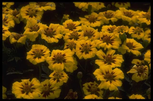 French marigold 'Dainty Marietta'