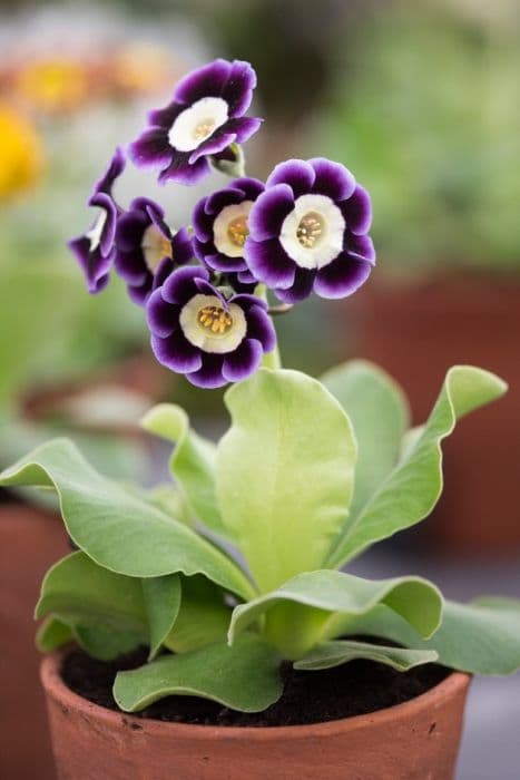auricula 'Gwen'