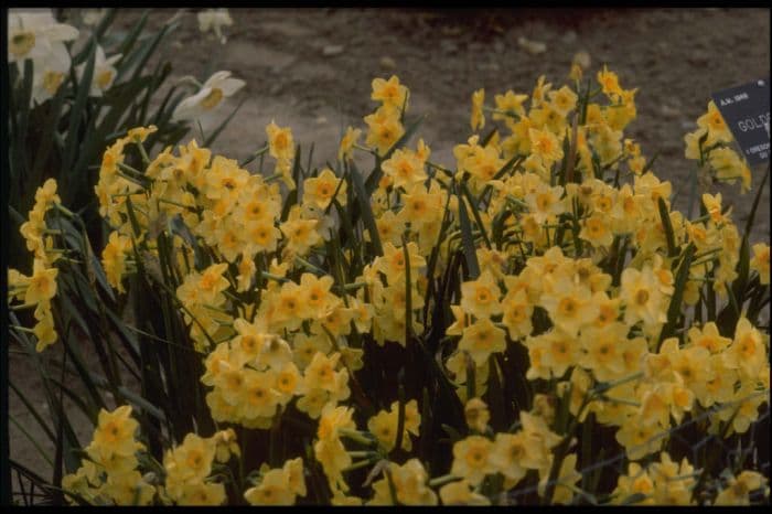 daffodil 'Golden Dawn'