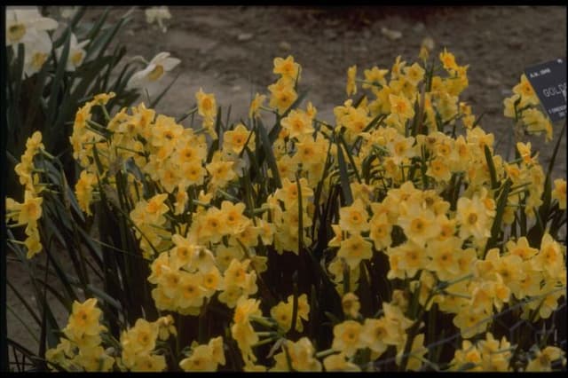 Daffodil 'Golden Dawn'