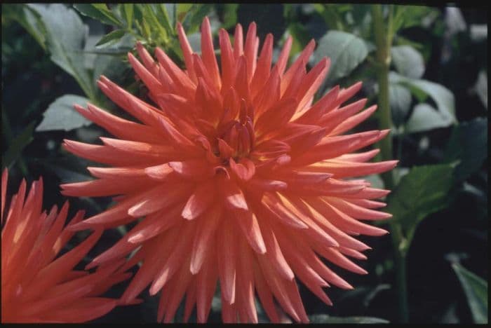 dahlia 'Hillcrest Desire'