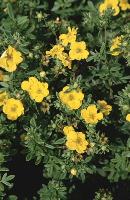 shrubby cinquefoil 'Yellow Bird'