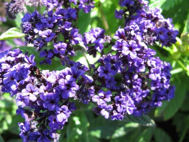 Heliotrope 'Marine'