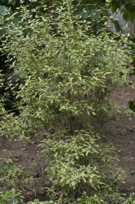 leatherwood 'Gilt Edge'