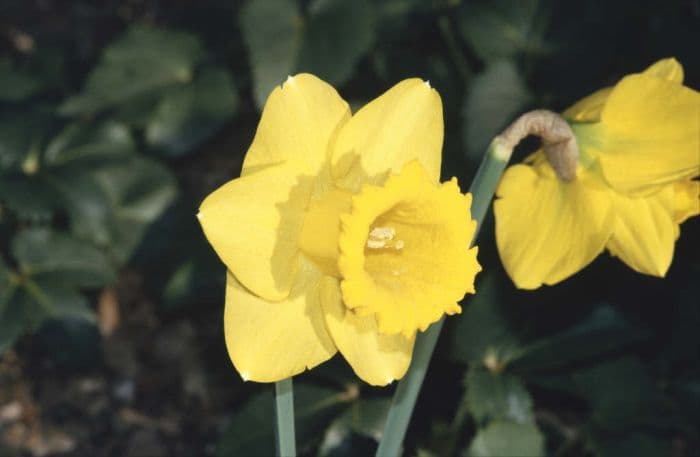 daffodil 'Brabazon'