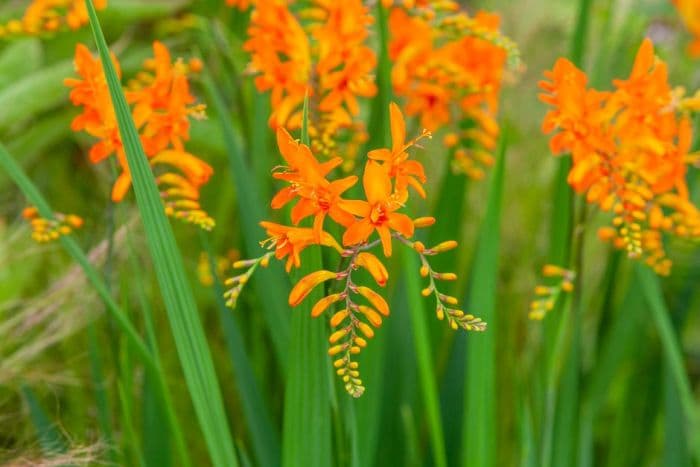 montbretia 'Tangerine Queen'