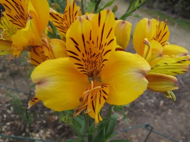 Peruvian lily 'Golden Delight'