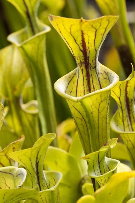 yellow pitcher plant