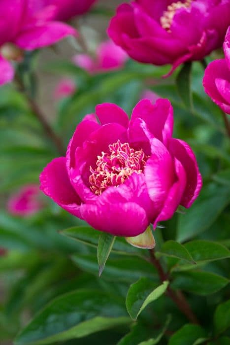 peony 'Barrington Belle'