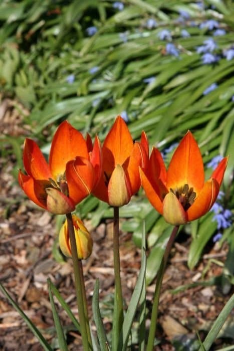 Tulip Whittallii Group