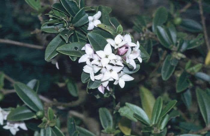 daphne Retusa Group