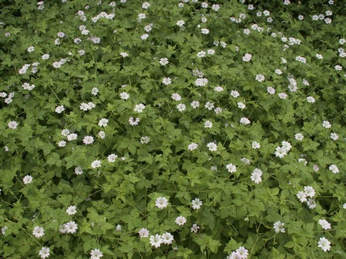 pencilled geranium