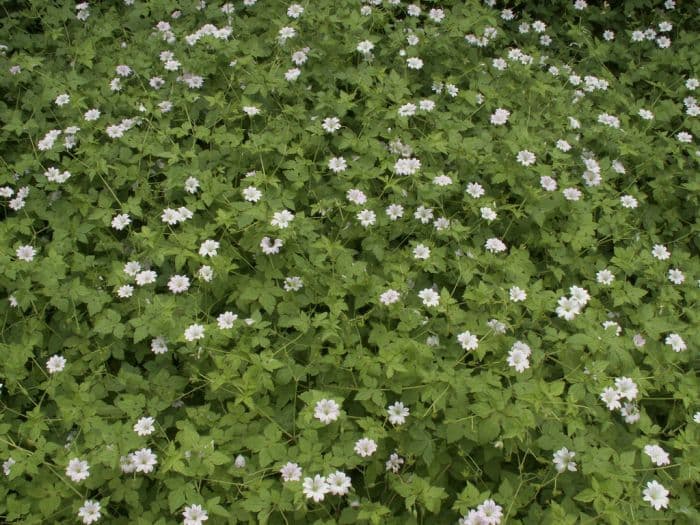 pencilled geranium