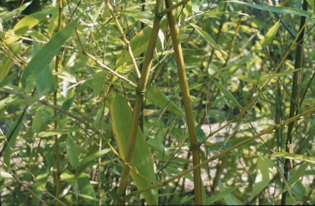 Allgold bamboo
