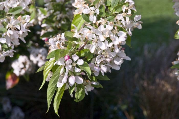 crab apple 'Sun Rival'