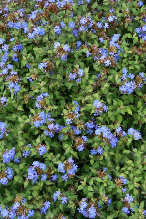 Chinese plumbago [Forest Blue]