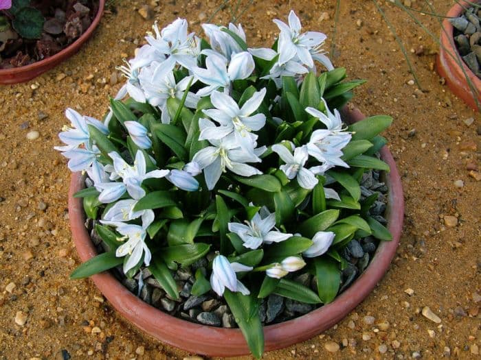 squill 'Tubergeniana'