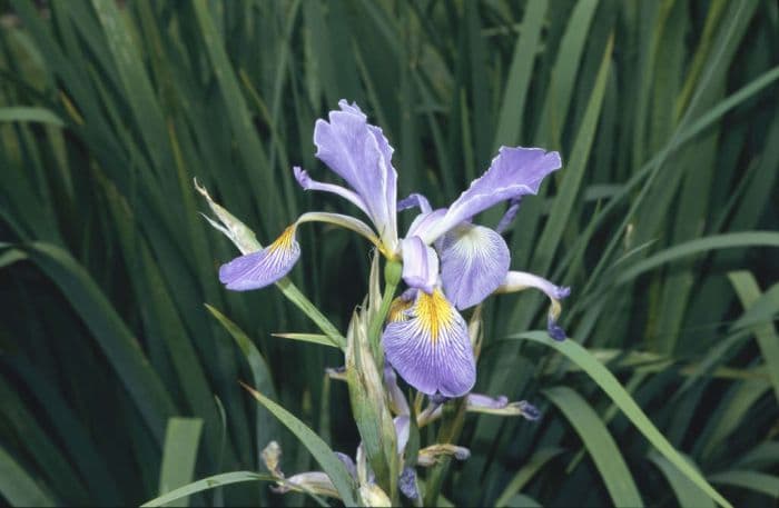 iris 'Monspur Cambridge Blue'