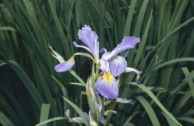 Iris 'Monspur Cambridge Blue'