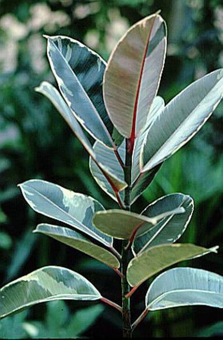 Rubber plant 'Doescheri'