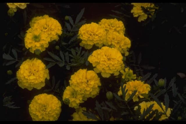 French marigold 'Aurora Light Yellow'