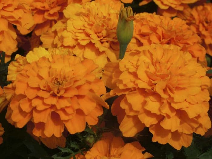 French marigold 'Safari Tangerine'