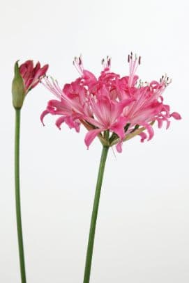 Nerine 'Rose Princess'