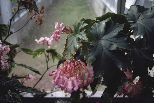 Begonia 'Irene Nuss'