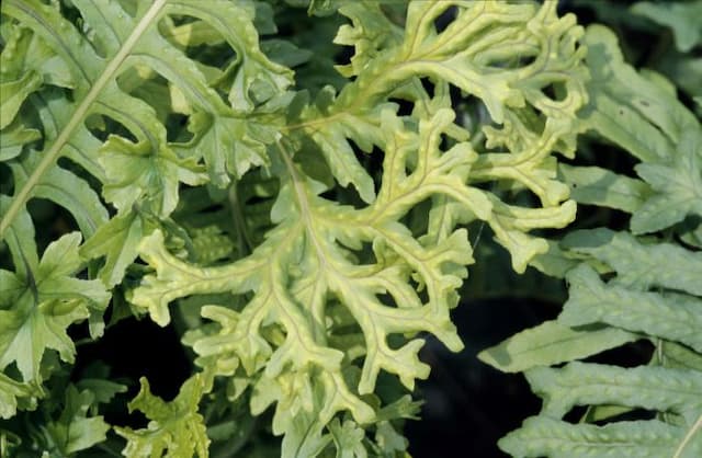 Welsh polypody 'Grandiceps Fox'