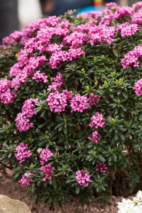 daphne 'Ernst hauser'