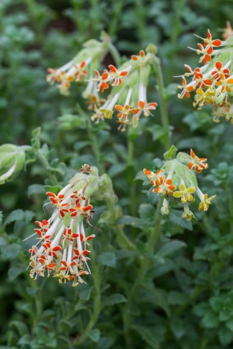 Flanagan's gooseneck flower