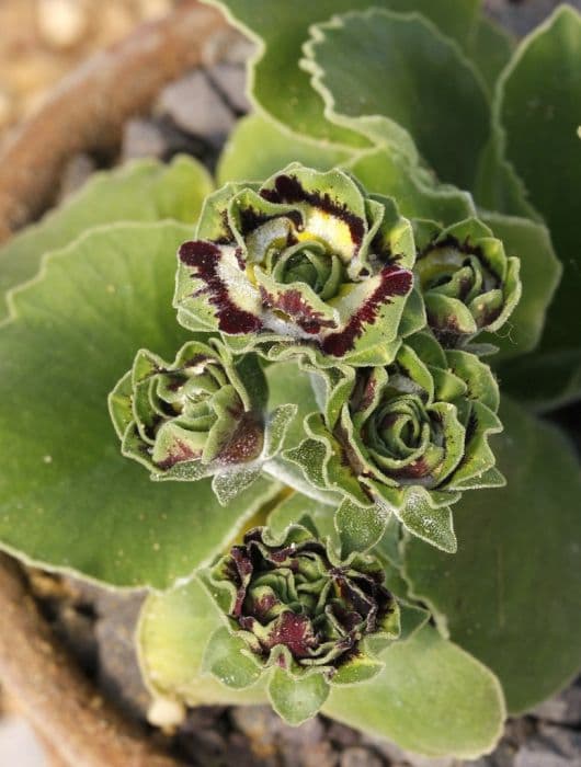 auricula 'Sword'