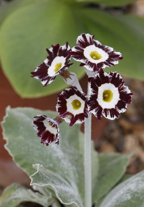 auricula 'Pinstripe'