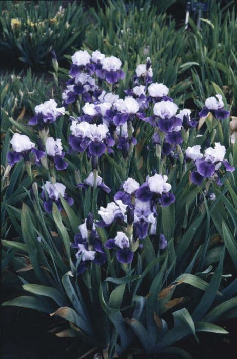 iris 'Templecloud'