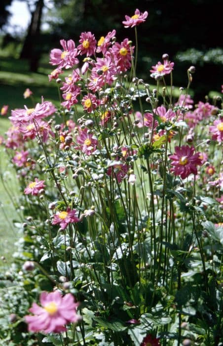 Japanese anemone 'Prinz Heinrich'