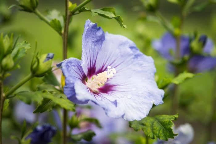 rose of Sharon 'Oiseau Bleu'