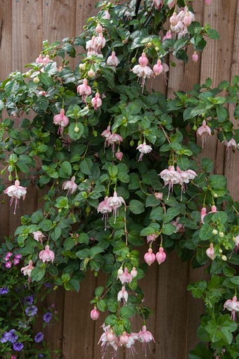 fuchsia 'Sarah Eliza'