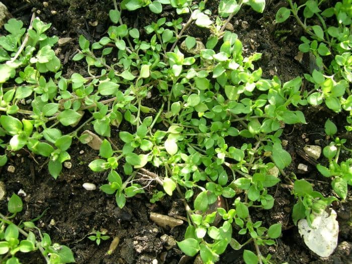 common chickweed