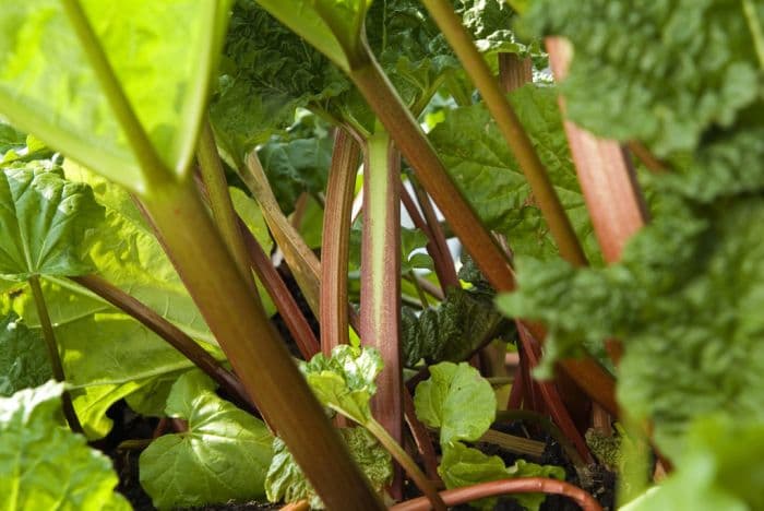 garden rhubarb