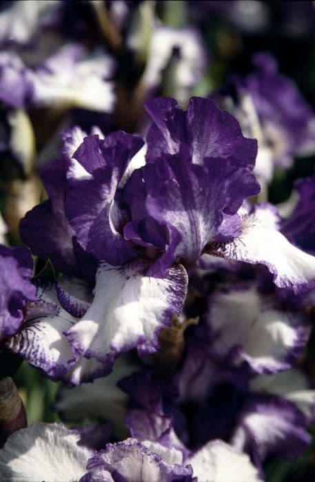 iris 'Bewdley'