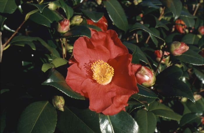 camellia 'Sylva'