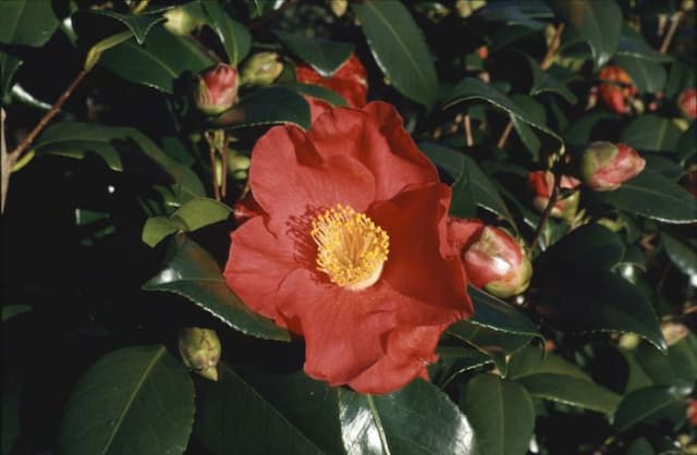 Camellia 'Sylva'