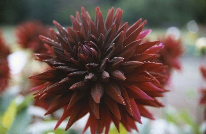 dahlia 'Dark Stranger'