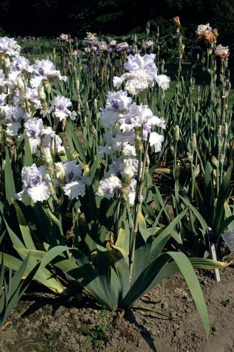 iris 'Precious Heather'