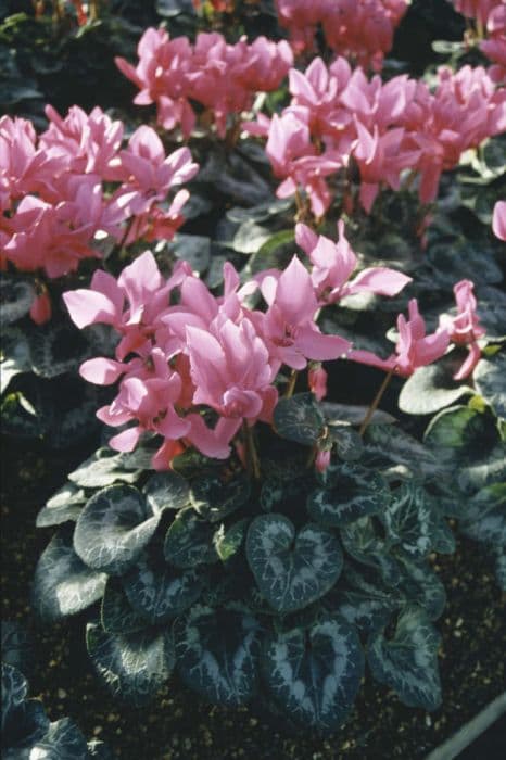 cyclamen 'Halios Bright Fuchsia'