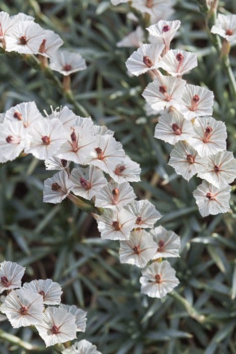 beautiful prickly thrift